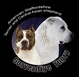 СТАФФОРД, БУЛЛИ, АЛАБАЙ питомник СОЗВЕЗДИЕ ЮГРЫ