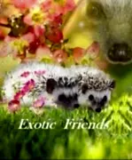 Питомник Exotic Friends