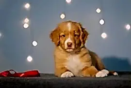 Питомник "Лореви" - толлер - Kennel "LOREVY"