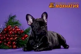 Мохнатия - питомник декоративных пород