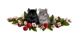 Питомник шиншилл "Haru chinchillas"