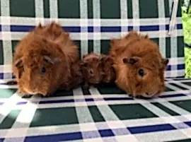 Питомник экзотических животных Black Фунтик