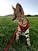 Экзотические кошки − питомник LeSavanna