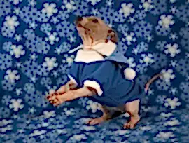 АМЕРИКАНСКИЕ ГОЛЫЕ ТЕРЬЕРЫ питомник "WUDNWAY"