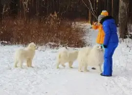 Питомник IZDOMASU самоед, кеесхонд