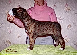 Ирландский Волкодав Питомник "Из Волшебного Леса"