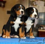 Кинологический питомник "Зенненхунд России"