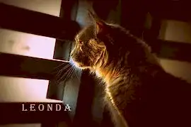 Leonda многопородный питомник животных