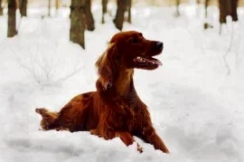 Питомник сеттеров "Allure Show"