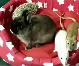 Питомник КОВЧЕГ ( Шиншиллы, Кролики, Крыски, Хомяки)