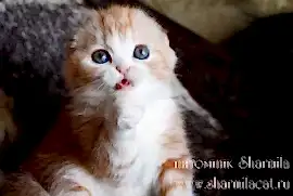 Питомник шотландских кошек Sharmila