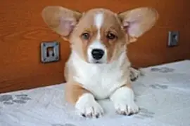 Племенной питомник "Малахит Надежды"