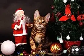 Питомник кошек - Deseo Sekretto