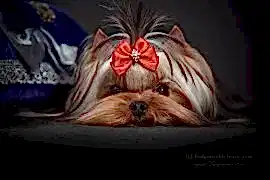 Питомник йоркширских терьеров "Шарм-Эль"