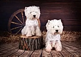 Питомник "Из Дома Рейчел"