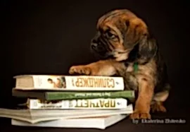 Питомник терьеров MIXMIRA