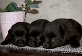 МАЛИ ФЛАЙТ Питомник рабочих Малинуа и Шипперке