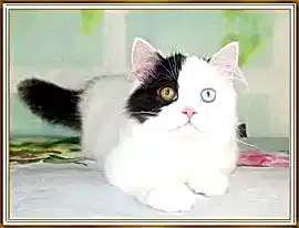 Питомник «stewart» той-боб и шотландские кошки