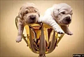 Питомник золотистых ретриверов Anlen D'Or