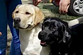 Лабрадоры. Питомник Premia de Mar