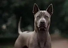 Тайский риджбек питомник GALIROMA