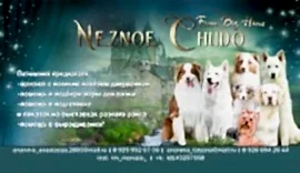 Питомник Нежное Чудо От Биг Хауз