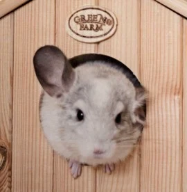 Питомник шиншилл и зоотовары