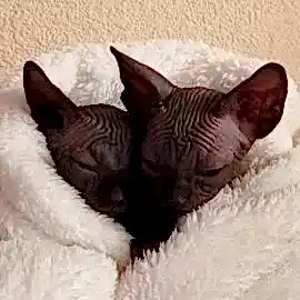 LOISIDE питомник сфинксов, эльфов и бамбино