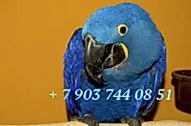 Питомник Аваллон - разведение крупных видов попугаев