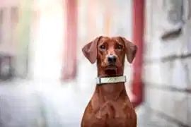 Немецкий пинчер, щенки. Питомник «БРАЙТ ФОКС»