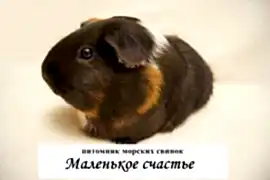 Питомник морских свинок "Маленькое счастье"