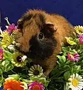 Питомник породистых морских свинок Свино - Лэнд