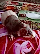 Питомник морских свинок OLIMP