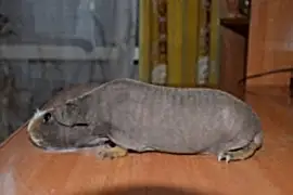 Питомник морских свинок "СЛадушки"