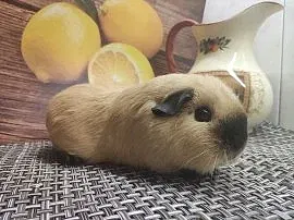 "Акварель" питомник морских свинок