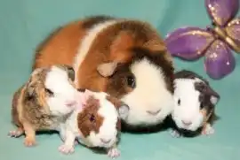 Питомник морских свинок ам. тедди "ФАНТАЗИЯ"