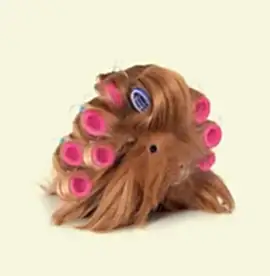 Питомник морских свинок "Кудряшка"