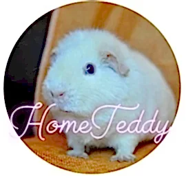 Питомник морских свинок HomeTeddy