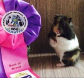 Питомник сирийских хомяков "Сириус"