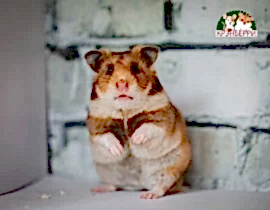 Питомник "Крэнберри"