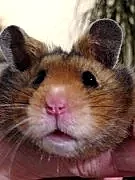 Питомник сирийских хомяков ХоХо