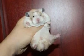 Питомник "Мишки-хо-ум"