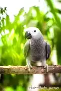 Питомник попугаев "Baby Parrots"