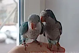 Питомник попугаев Хамзиной Джамили