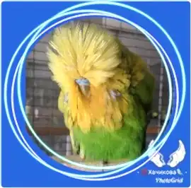 Заводчик выставочных волнистых попугаев Александр Хачиков