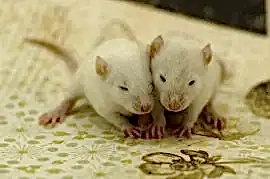 Сатиновые мыши и крысы ПК "Камские львы"