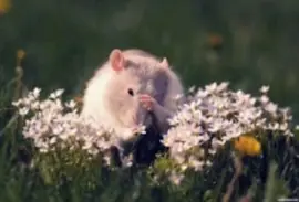 "Милый Крыс" декоративные грызуны