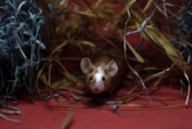 Rodentalia декоративные мыши, крысы и мастомисы