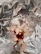 Mastomyscare: африканские многососковые мыши