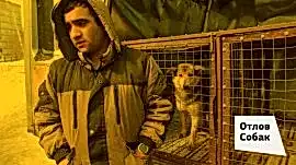 Служба отлова животных